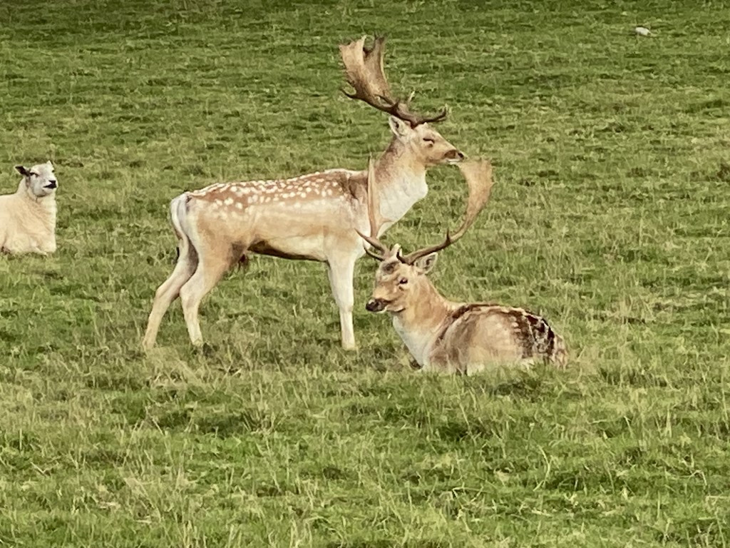 74